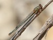 J17_3351 Xanthagrion erythroneurum female